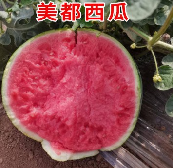 焦作哪有卖西瓜嫁接苗,辉县专业育西瓜苗厂家2026
